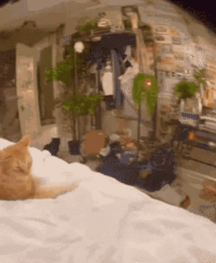 cat